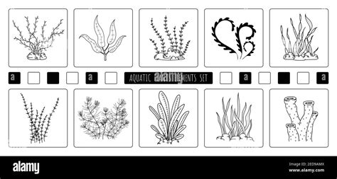 Discover 134+ aquatic plants drawing easy latest - seven.edu.vn