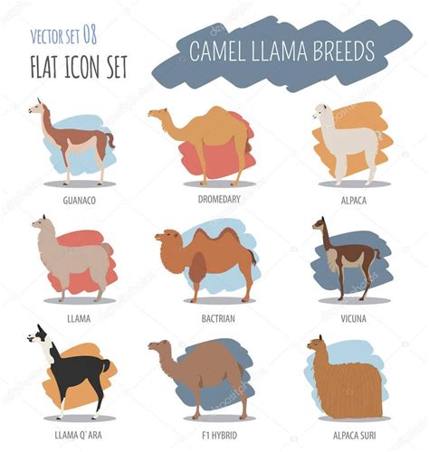 Camel, llama, guanaco, alpaca breeds icon set. Animal farming — Stock Vector © A7880S #130170748