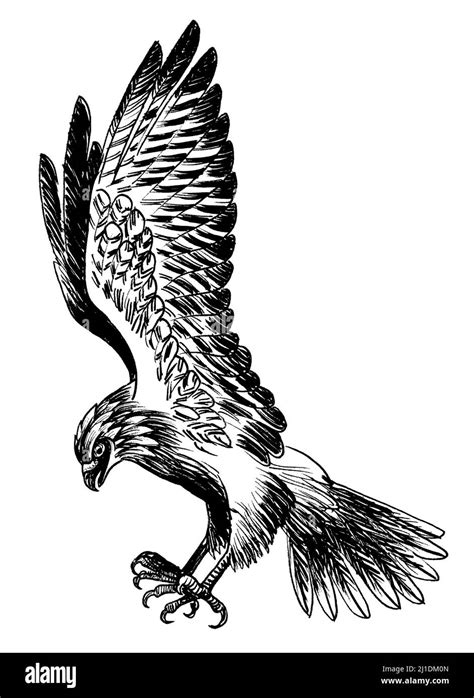 Flying hawk bird. Ink black and white drawing Stock Photo - Alamy