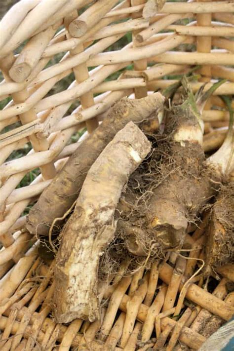 Harvesting and Using Horseradish