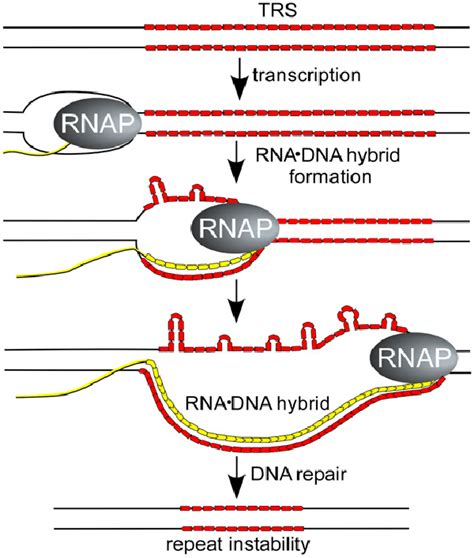 Proposed mechanism for stable RNA · DNA hybrids stimulating repeat... | Download Scientific Diagram