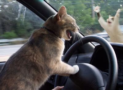 Cats With a Drivers Licence | Funny Cat Pictures