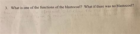 Solved 3. What is one of the functions of the blastocoel? | Chegg.com