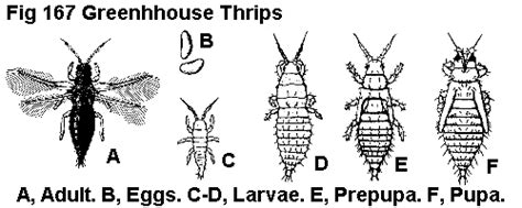 Greenhouse Thrips