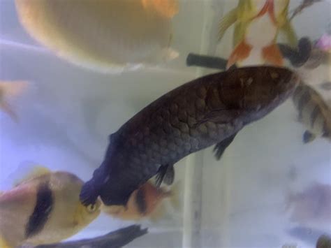 For Sale - African arowana | MonsterFishKeepers.com