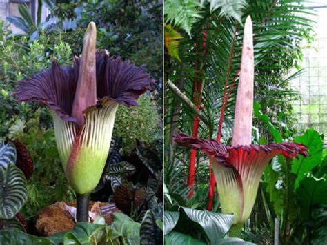 How to Grow and Care for a Titan Arum - World of Flowering Plants