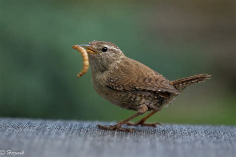 What do Wrens Eat? [Learn The Wrens Diet & Favourite Foods] (+ More FAQs)