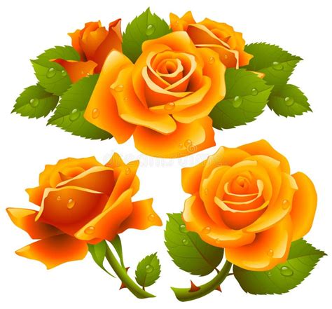 Orange roses set stock vector. Image of background, explode - 12594573