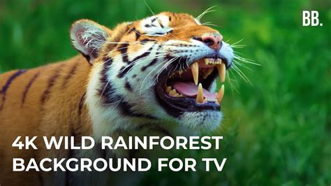 4K Rainforest & Wild Sounds | 4K Rainforest Relaxing Film | Rainforest ...