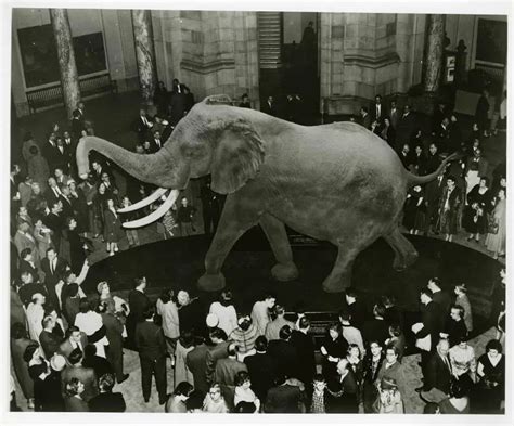 Henry, the largest elephant ever measured (1959) - Our Planet