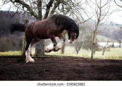 Shire Horse Stallion Draft Horse Stock Photo 2185825881 | Shutterstock