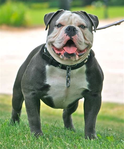 Blue English Bulldog and its History | Bulliepupsrus.com