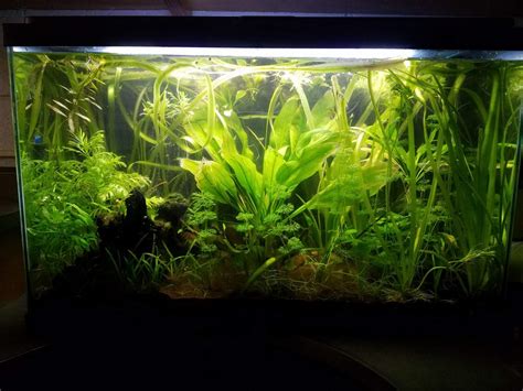 New to Axolotls - Possible Revamp of Planted Tropical Aquarium to Axie ...