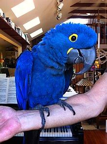 Hyacinth macaw - Wikipedia