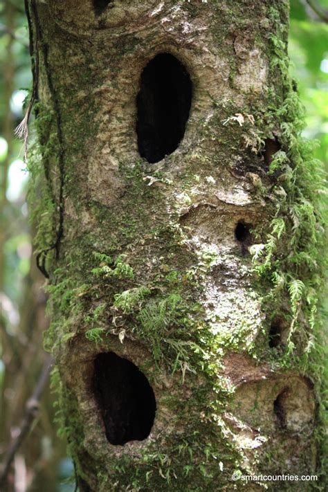 Holes In Tree | Geographic Media