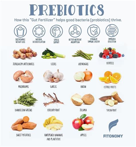 PREBIOTICS FOODS! | Prebiotic foods, High fiber foods, Prebiotics and ...