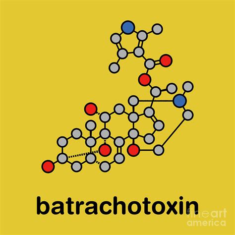 Batrachotoxin Neurotoxin Molecule Photograph by Molekuul/science Photo Library - Pixels