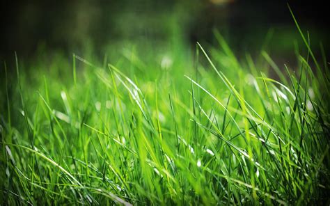 Download Nature Grass HD Wallpaper