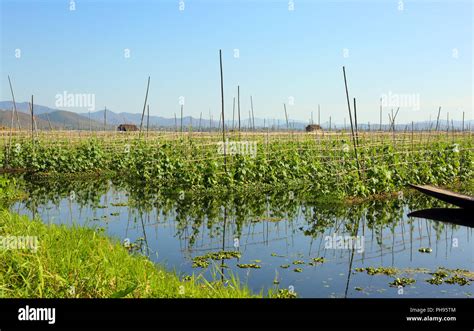 Floating gardens on Inle Lake in Myanmar Stock Photo - Alamy