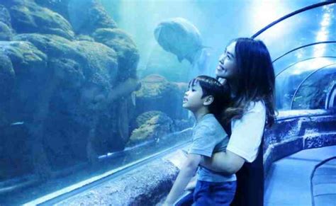 Perbandingan Jakarta Aquarium vs Seaworld, Mana yang Lebih Bagus?