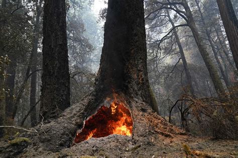 U.S. plans protections for old forests pressured by climate change : NPR