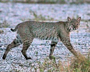 Wildlife of Cuyahoga Valley National Park (Mammals) - Avian Report