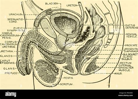 Chordate anatomy (1939 Stock Photo - Alamy