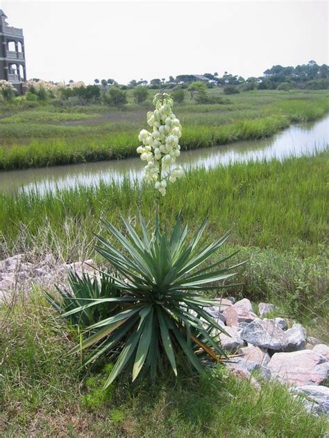 Caring For Yucca: Tips For Landscaping With Yuccas Outdoors | Yucca plant, Yucca plant care ...