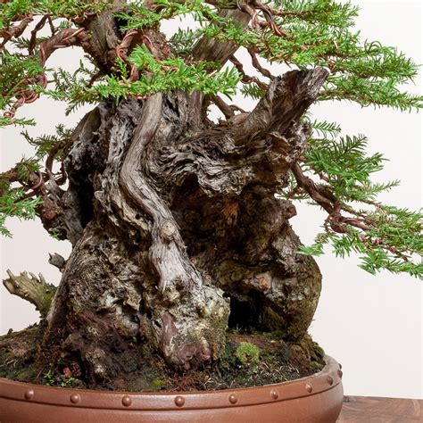 Coastal Redwood No. 9 | Redwood bonsai, Bonsai tree types, Bonsai tree