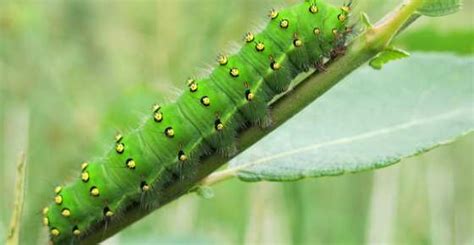 Types of Green Caterpillars with Identification Guide and Pictures