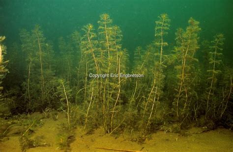 Eurasian watermilfoil | Vermont Invasives