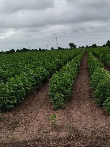 Cotton Crop Indian Forming In The Field Stock Photo - Download Image ...