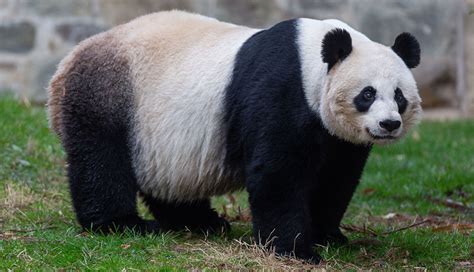 Cámara en línea para ver el oso panda recién nacido