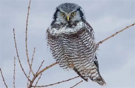 13 Owl Species in Michigan & Where to Find Them