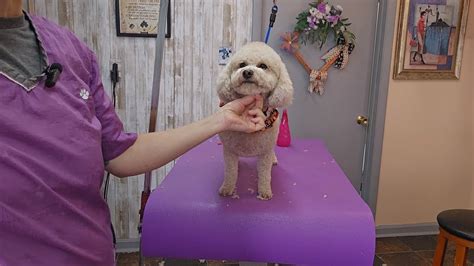 Bichon- Poodle mix at the groomers, haircut and bath. - YouTube