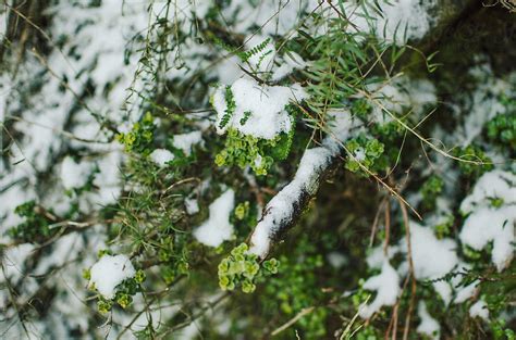 "Snow Covered Branches Of Plants" by Stocksy Contributor "Dominique Felicity" - Stocksy