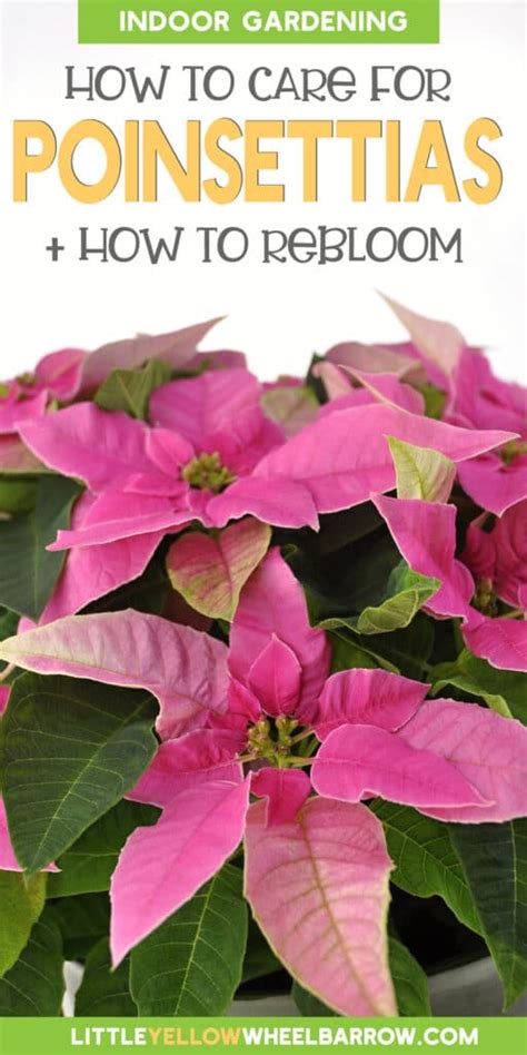 How To Care For Poinsettias: Grow Beautiful Plants For Holiday Decorating