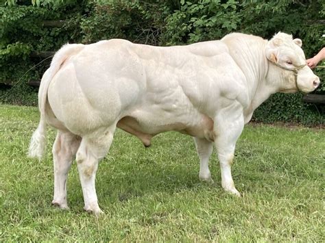 BBG ELK 2341 DE BOULOGNE - Progressive Genetics