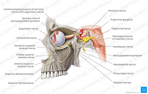 Diagram / Pictures: Maxillary nerve (Anatomy) | Kenhub