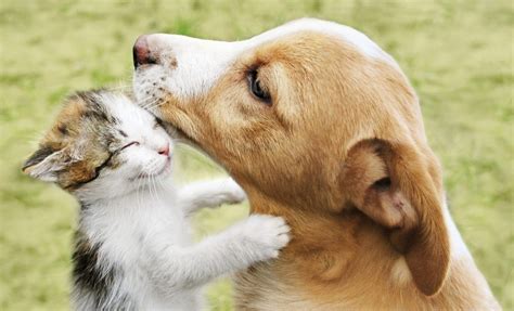 Photos That Prove Cats and Dogs Can Be Friends | Reader's Digest