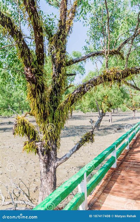 Boardwalk Over a Swampy Mangrove Forest at Hiron Point in Sundarbans, Banglade Stock Photo ...