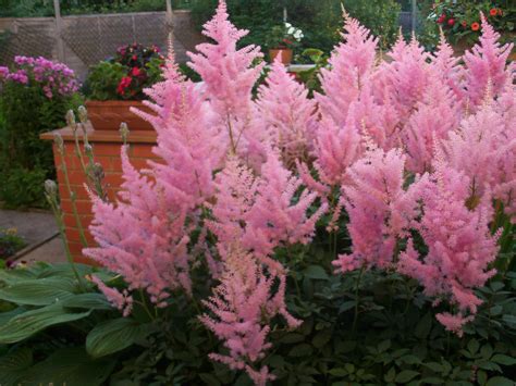 Astilbe