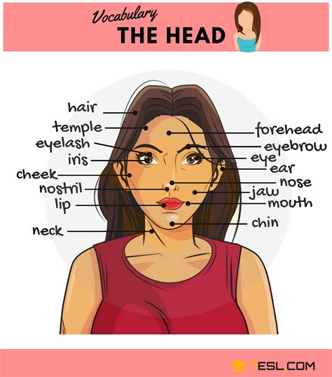 Parts of the Face Names | Human Head Vocabulary 2 Learn English For ...