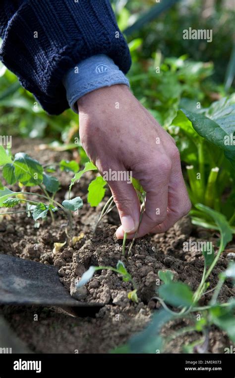 Calabrese, Summer Purple, brassica, planting out purple sprouting ...