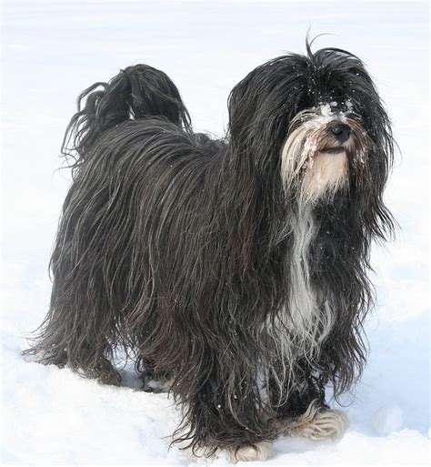 Tibetan Terrier - Wikipedia