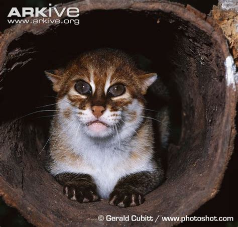 Flat-headed Cat by Gerald Cubitt | Wild Cat Family