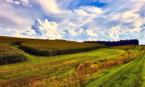 Iowa Cornfield Photograph by Mountain Dreams