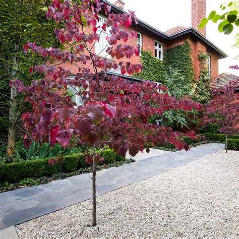 Cercis canadensis 'Forest Pansy' - Ian Barker Gardens