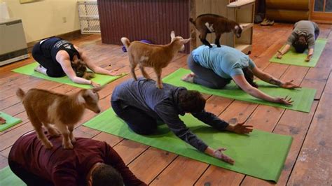 Goat Yoga Near Me Massachusetts - YogaWalls