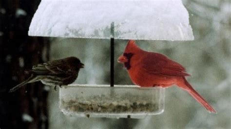 Covered Bird Feeder with Red Cardinal in Winter Scene | Home & Garden | nwitimes.com